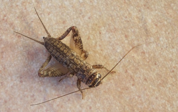 invasori di casa!(grillo del focolare ?): Acheta domesticus?