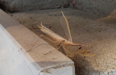 Maschio di Mantis religiosa con tegmina difettosa