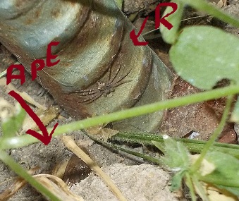 Philodromus sp.