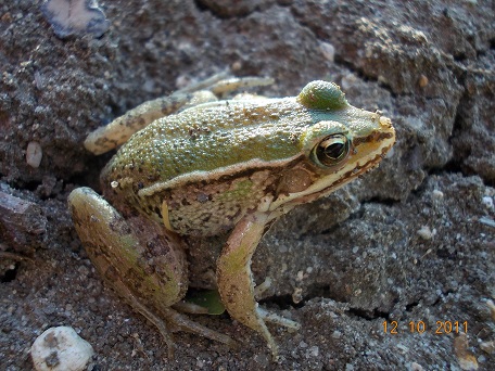 trovata nell''orto , identificazione - Pelophylax sp.
