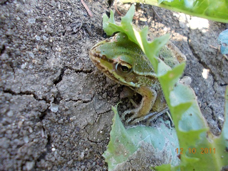 trovata nell''orto , identificazione - Pelophylax sp.