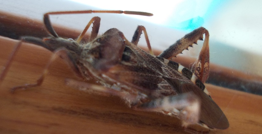 Coreidae: Leptoglossus occidentalis della Campania