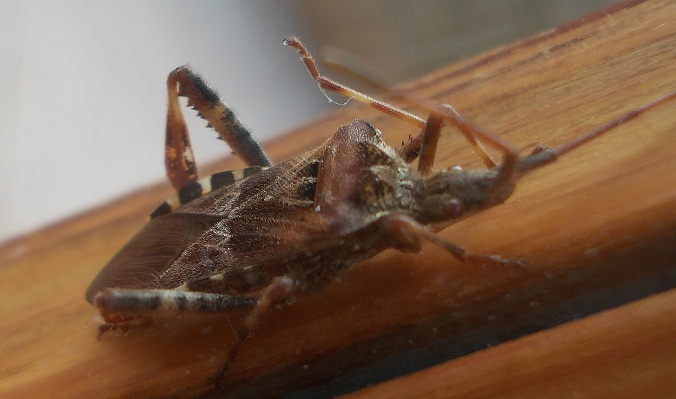 Coreidae: Leptoglossus occidentalis della Campania