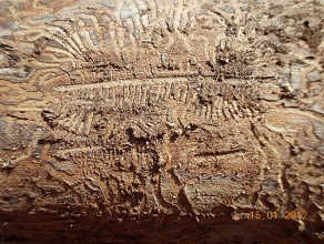 sotto la corteccia