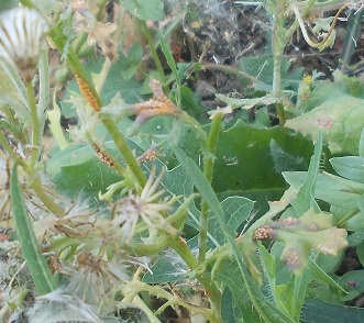 Pentatomidae: Dolycoris baccarum della Campania (BN)