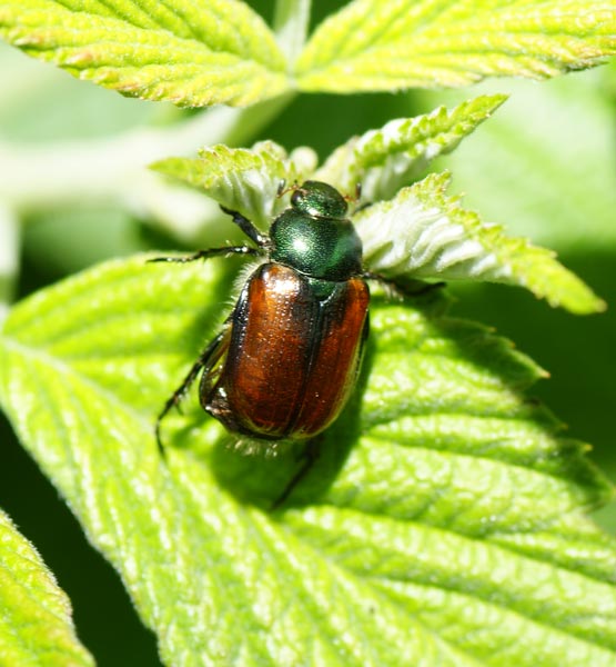 Phyllopertha horticola