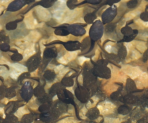 girini - Bufo bufo