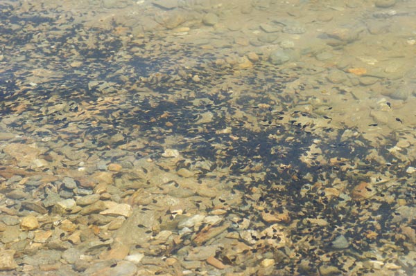 girini - Bufo bufo
