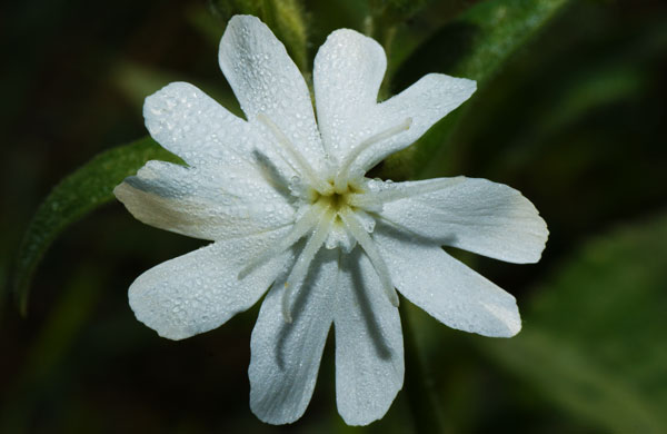Silene latifolia