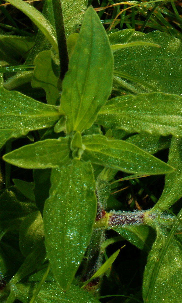 Silene latifolia