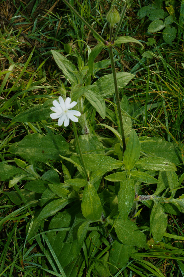 Silene latifolia