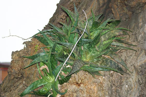 Aloe saponaria