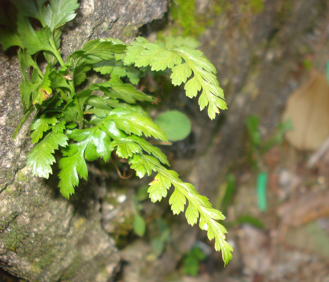 Asplenium onopteris / Asplenio maggiore