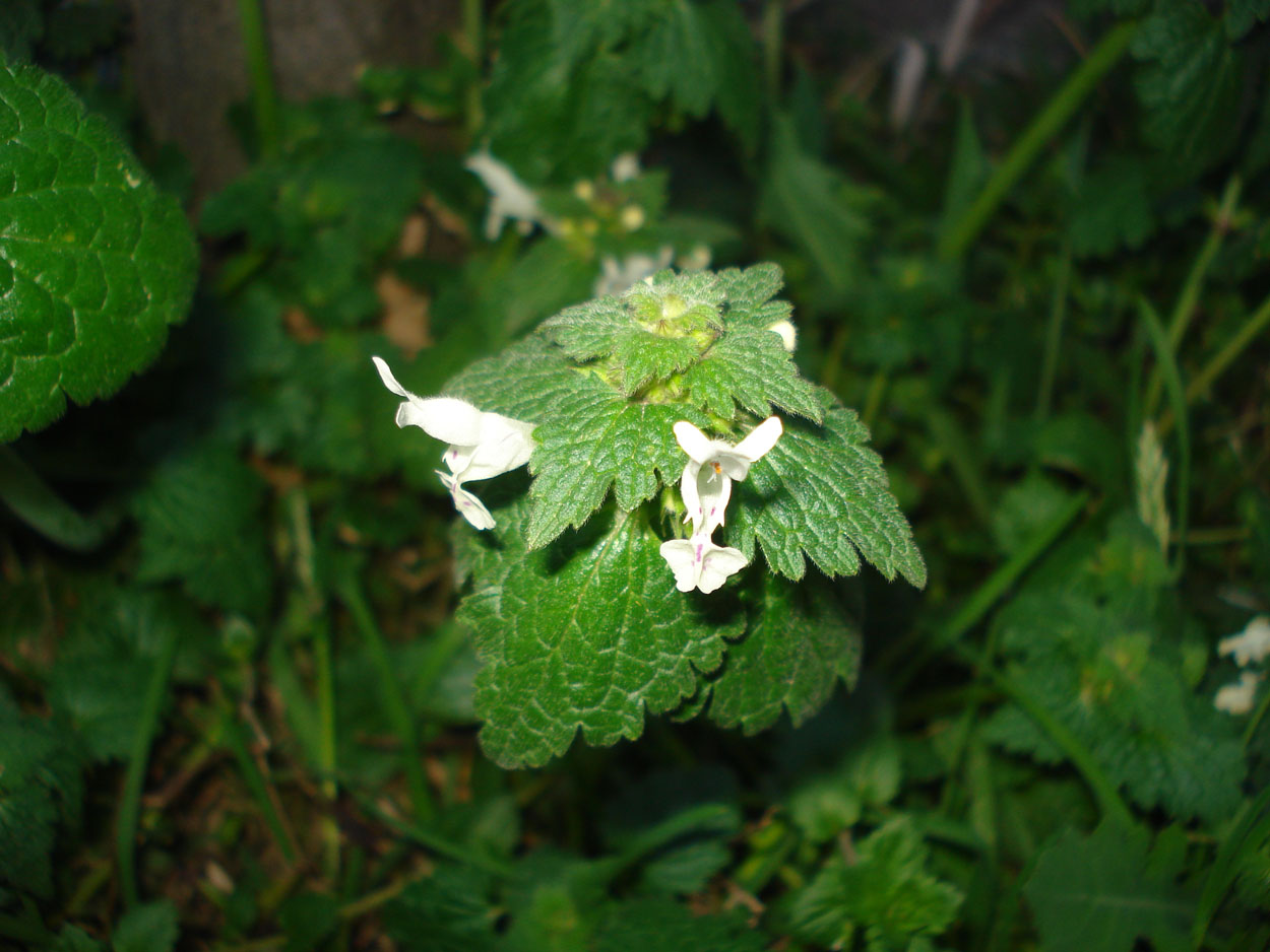 Lamium maculatum - Lamium album -Lamium bifidum
