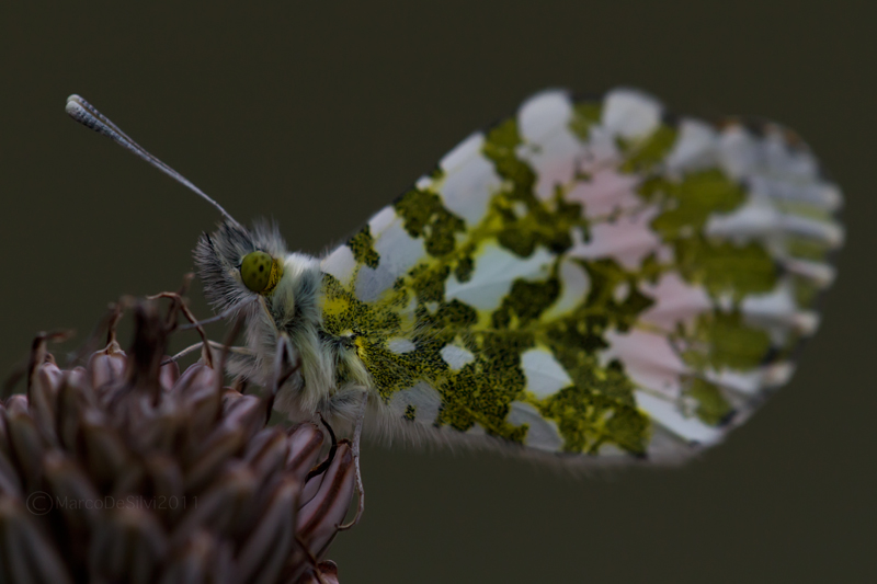 Anthocharis cardamines (Linnaeus, 1758)