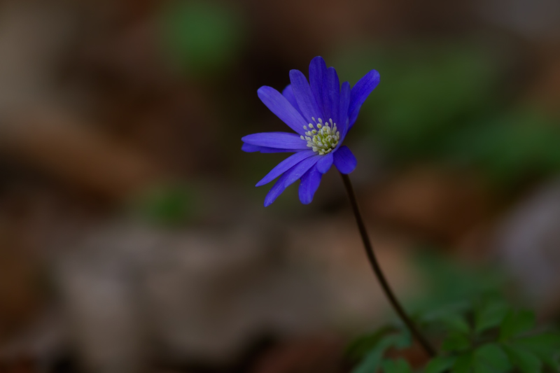 Anemone apennina