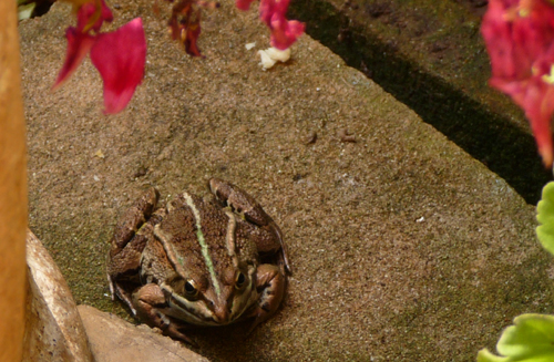 Rana - Rana temporaria