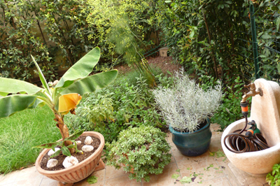 Rana - Rana temporaria