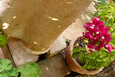 Rana - Rana temporaria