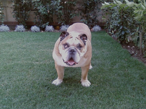 Rana - Rana temporaria