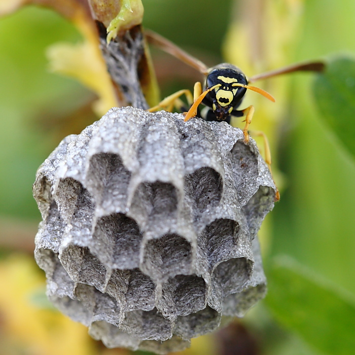 femmina di Polistes gallicus sul nido