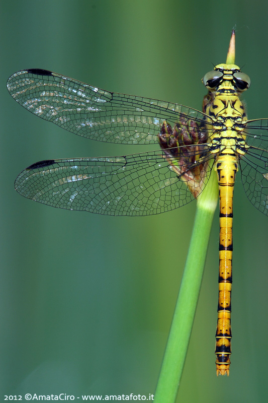 Richiesta id - Onychogomphus forcipatus forcipatus