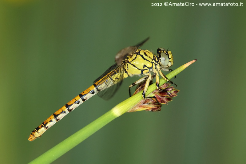 Richiesta id - Onychogomphus forcipatus forcipatus