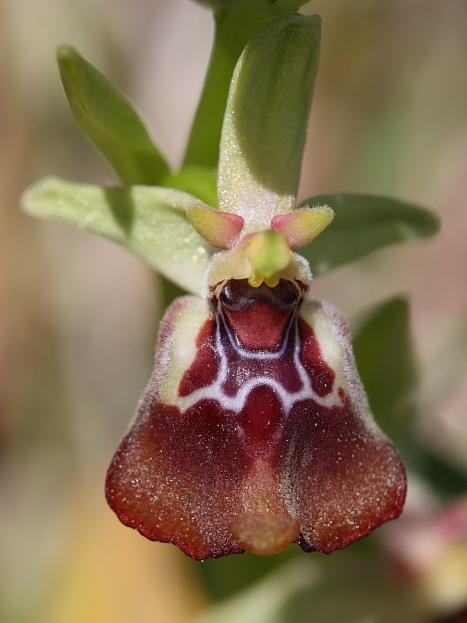 Troina sfida la Sicilia occidentale