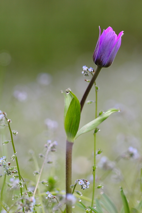 Anemone hortensis