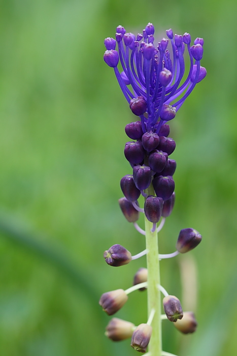 Bellevalia dubia e Muscari comosum