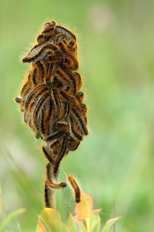 identificazione 1 - Malacosoma sp. (larve)