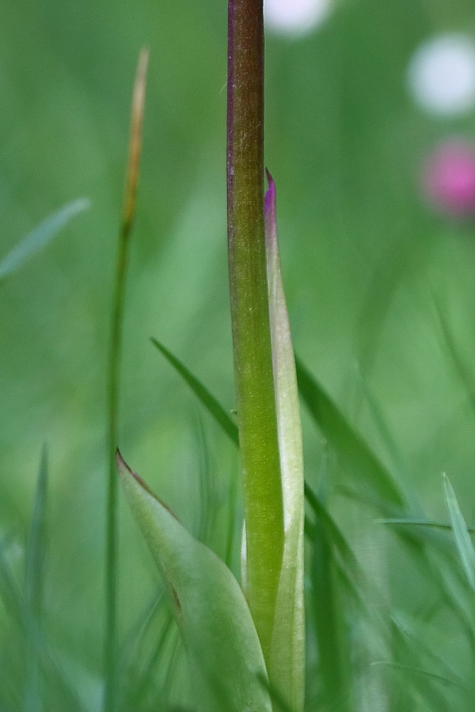 Orchis mascula e suo ibrido