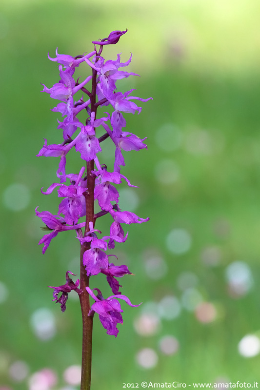 Orchis mascula e suo ibrido