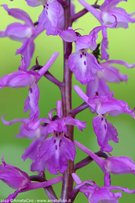 Orchis mascula e suo ibrido