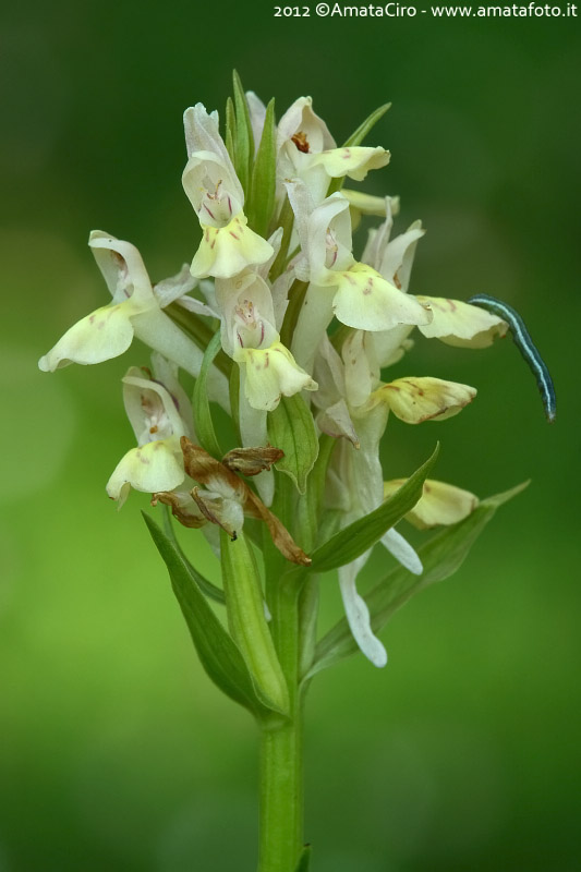 Orchis mascula e suo ibrido