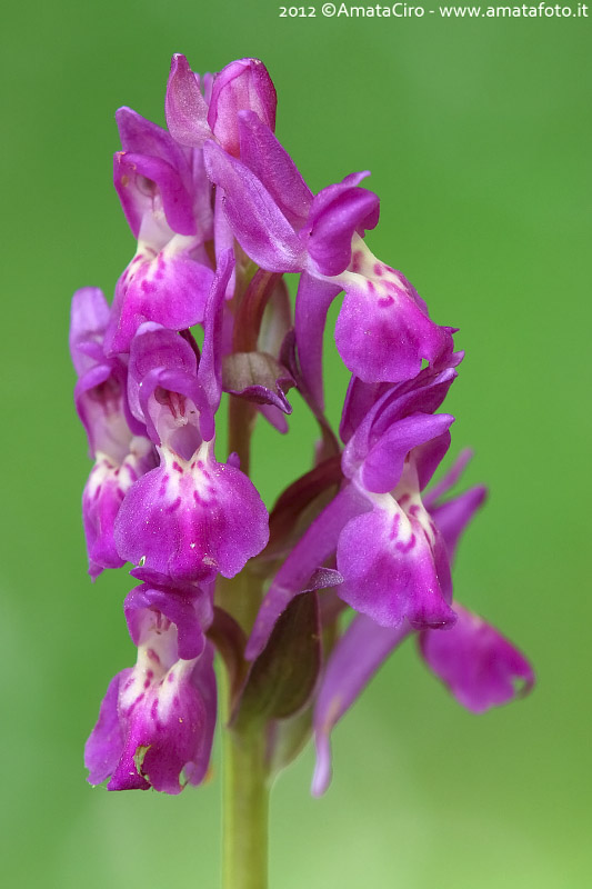 Orchis mascula e suo ibrido