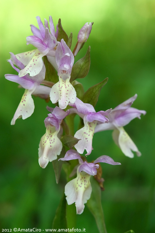 Orchis mascula e suo ibrido