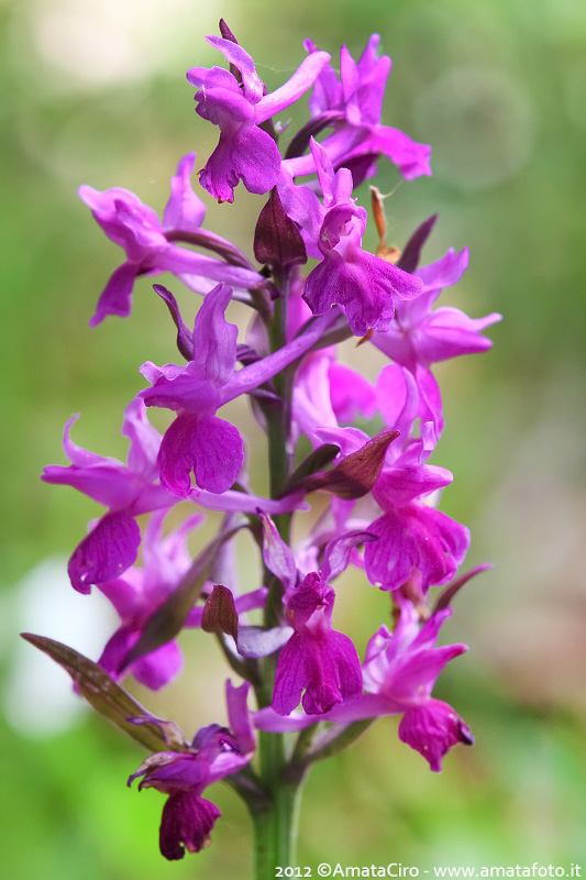 Orchis mascula e suo ibrido