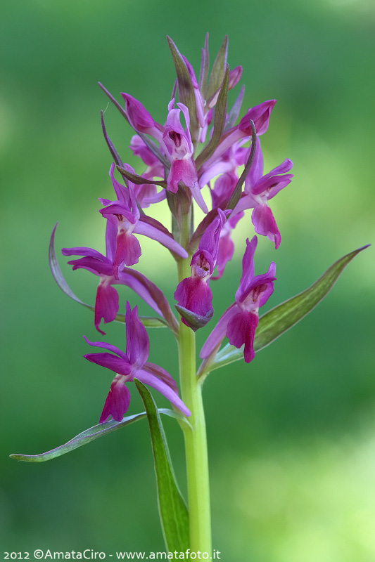 Orchis mascula e suo ibrido