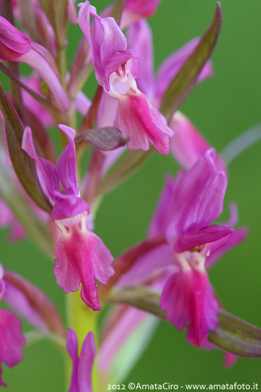 Orchis mascula e suo ibrido