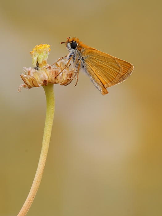 Troina sfida la Sicilia occidentale