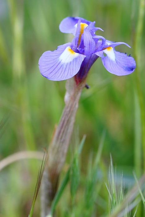Moraea sisyrinchium (=Gynandriris sisyrinchium)