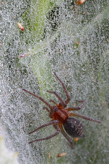 Agelena sp.