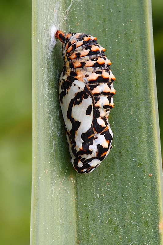 identificazione 5 - Melitaea didyma