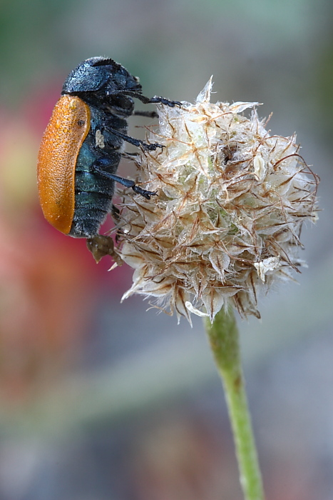 Labidostomis taxicornis