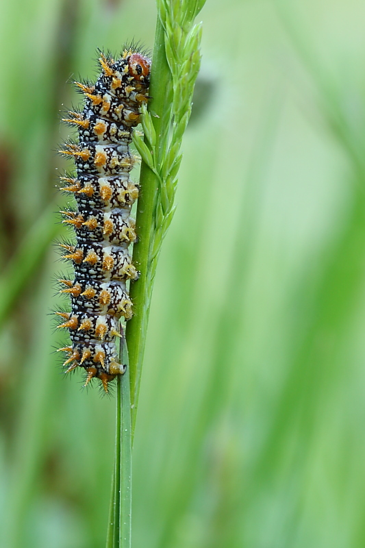 identificazione 3 - Melitaea didyma