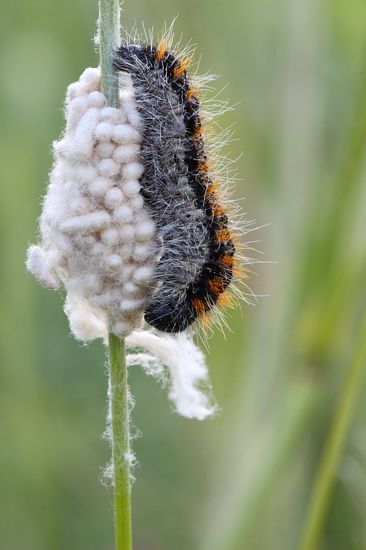 identificazione 4 -  Aporia crataegi (larva parassitizzata)