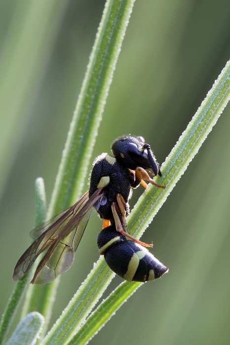 Alastor atropos, Vespidae Eumeninae
