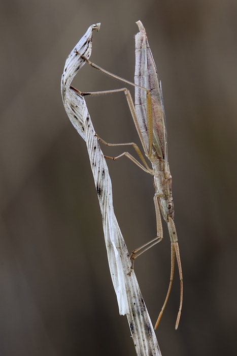 Rhopalidae: Chorosoma schillingi della Sicilia (EN)