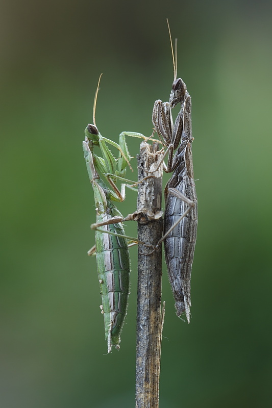 Pseudoyersinia lagreca